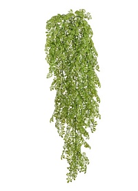 Рута Гравеоленс светло-зелёная куст ампельный